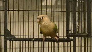 Green cheek conure screaming and dancing