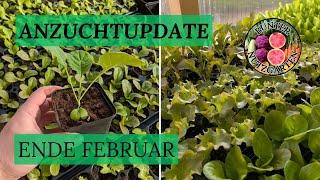 Anzuchtupate Ende Februar