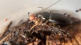 Ground Beetles Fighting Over Prey