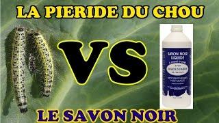 la piéride du chou fleur (chenille) le savon noir est ce efficace ?