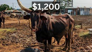 Northern Nigeria Biggest Cattle Market | Cow and Ram Market Abuja Nigeria