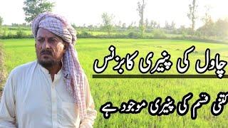 High yeild profitable crop rice farming // Rice Farming in pakistan // modern agriculture farming