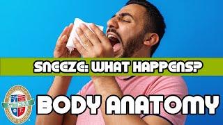 Body Anatomy: What Happens When We Sneeze? | NSTEM