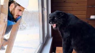 Decorating the house with Luna the panther (Leopard in shock) (ENG SUB)