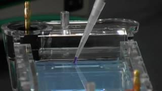 Principles of Gel Electrophoresis