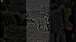 #farim #pferd #bauernhof #cowboy #trendingshorts