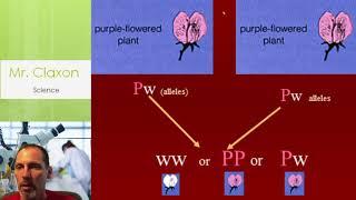 Punnett Squares