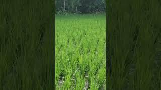 Do'a tanam padi supaya terhindar dari hama #petanimillennial #tanampadi #shortsviral