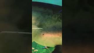 Вот это рыбка!!! Океан.Вода.