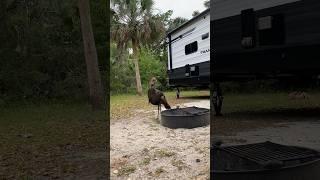 WILD TURKEYS GREET US AT KISSIMMEE PRAIRIE  RV CAMPING in FLORIDA #wild #nature #camping #rvlife