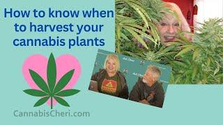 When to harvest cannabis plants