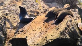 Interact with unique wildlife on Rottnest Island