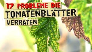 Das verraten dir Tomatenblätter über Krankheiten, Nährstoffmangel und Probleme. Gärtnerwissen