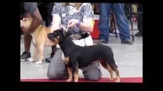 GBAR Kennels : ABKC Ragin Cajun Bully Bash (Best Pocket Female)