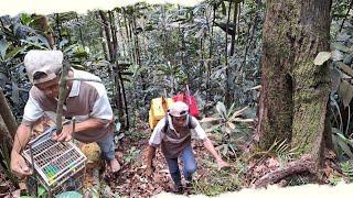 MIKAT CUCAK IJO HUTAN BUKIT BARISAN RIAU SUMATRA | BURUNG LIAR HAMPIR MATI DALAM SANGKAR JEBAK