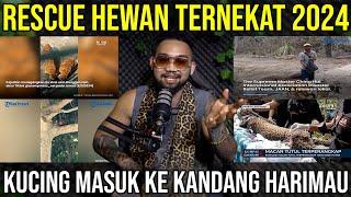 RESCUE HEWAN TERNEKAT 2024 KUCING MASUK KE KANDANG HARIMAU #Audreykingofthejungle #indoexotic