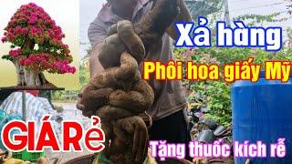 Xả hàng phôi hoa giấy Mỹ giá rẻ tặng thuốc kích rễ và miễn phí giao hàng toàn quốc