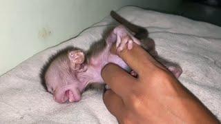 NEWBORN BABY MONKEY ANGRY