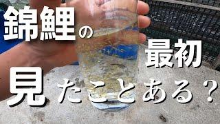 錦鯉の赤ちゃん見たことある？【孵化】＃塩田養鯉場＃産卵＃毛仔＃稚魚販売