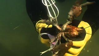 Crawfish Snorkeling - Snake River - Idaho
