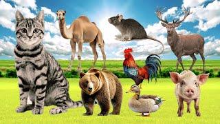 Lovely Animal Sounds Around us: Duck, Chicken, Goat, Pig, Bear, Camel, Deer, Cat