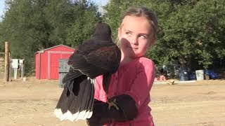 Talons | A Raptor & Falconry Experience in Julian, CA