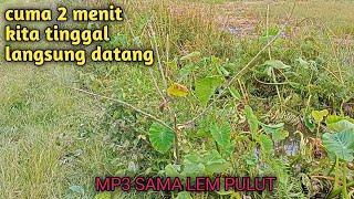 mikat burung ciblek cuma dengan MP3 sama lem pulut 2 menit langsung dapat 2 poin