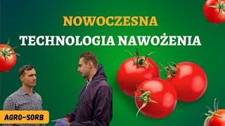 Jak osiągnąć imponujące plony pomidora? | Technologia stosowania biostymulatorów Agro-Sorb