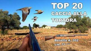 Top 20 short - Caccia alla Tortora africana -  Turtle dove hunting - Caza de Tortolas