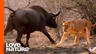 Giant Buffalo Goes Down Fighting MK Lions | Love Nature