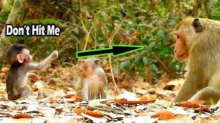 Lovely Act Small Baby ALBa BEG Big Monkey Don't Fight | Alba So Smart And Cute