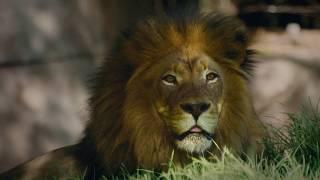 Welcome Back To The Wild - San Diego Zoo Safari Park