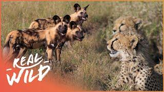African Wild Dogs Run Into 3 Cheetahs | Chasing Tales Part 4/4 | Real Wild