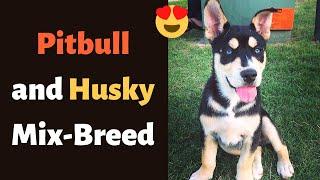 Pitbull and Husky Mix-Breed (Pitsky): Temperament, Personality, Health and Training