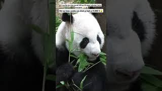 I LOVE PANDAS  #shorts #animals #4k