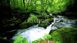 Beautifull Nature Music