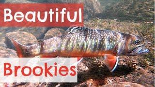 Favorite Flies for Brook Trout