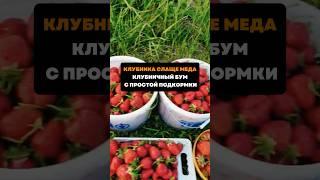 Клубника слаще меда.Клубничный бум с простой подкормки#дача#сад