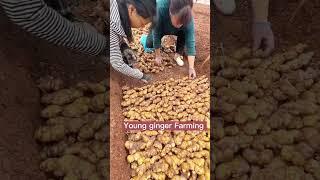 Young Ginger Farming Techniques #satisfying #short