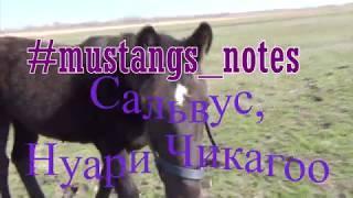 #mustangs_notes | молодые парни