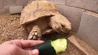 Francy Eating a Cucumber Super Early in the Morning