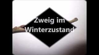 Alnus incana/Grau-Erle // Winterherbarium