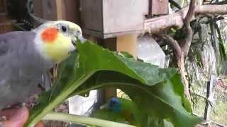 Aviary Update. Who wants some Silverbeet? @ The Pheasantasiam