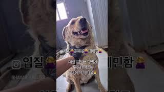 [하남시유기견보호소]안락사를 앞둔 리트리버 리나를 구해주세요