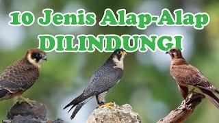 10 Jenis Alap-Alap (Falconidae) yang Dilindungi