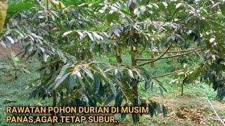 PERAWATAN POHON DURIAN DI MUSIM PANAS,AGAR TETAP SEHAT DAN SUBUR