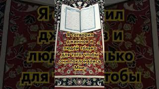 Смыслы Корана. #вера #молитва #истина #проповедь #бог #религия #ислам #коран #смыслжизни