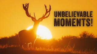 3 unbelievable MOMENTS with RED DEER!