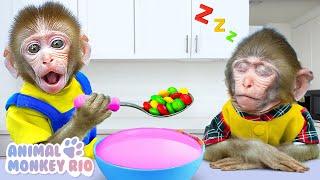 Monkey Rio want to be a good brother and eat ice cream at the pool | Animal Monkey Rio