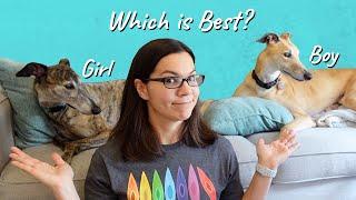 Boys vs Girls Greyhound…Which is Better?!